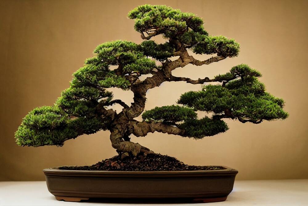 PrismML Bonsai